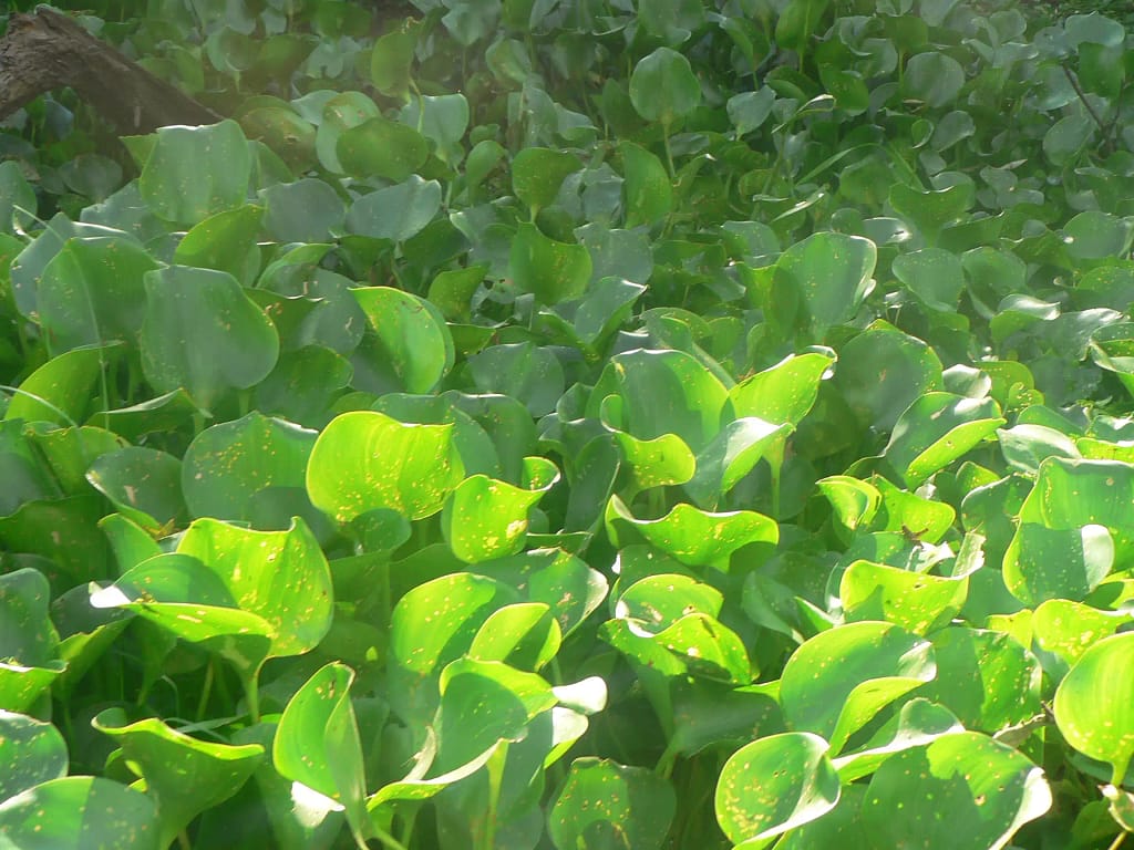 Camalotes Río Uruguay