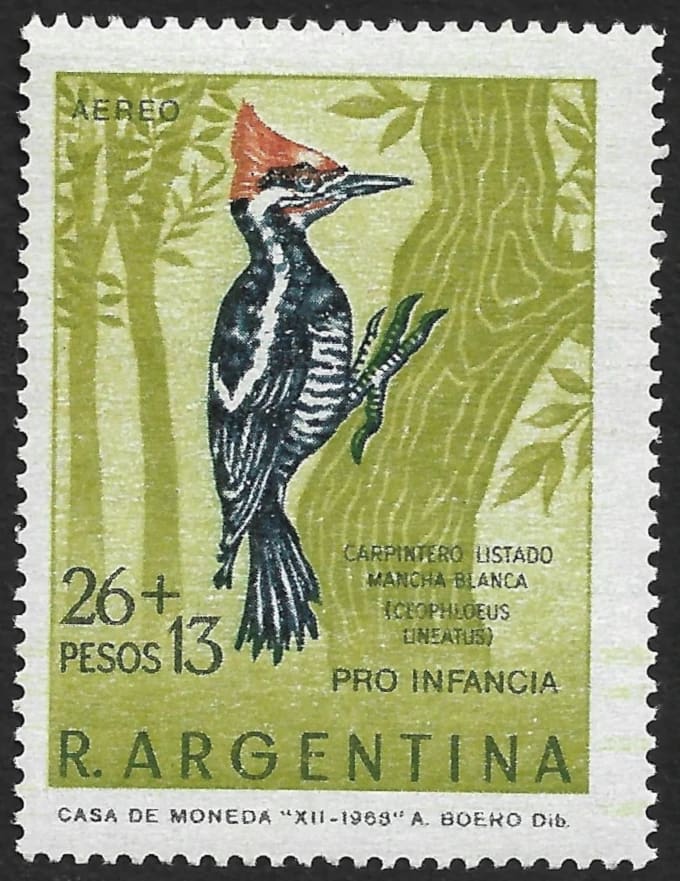 Carpintero Listado Mancha Blanca - Año 1969 - Aves Argentinas